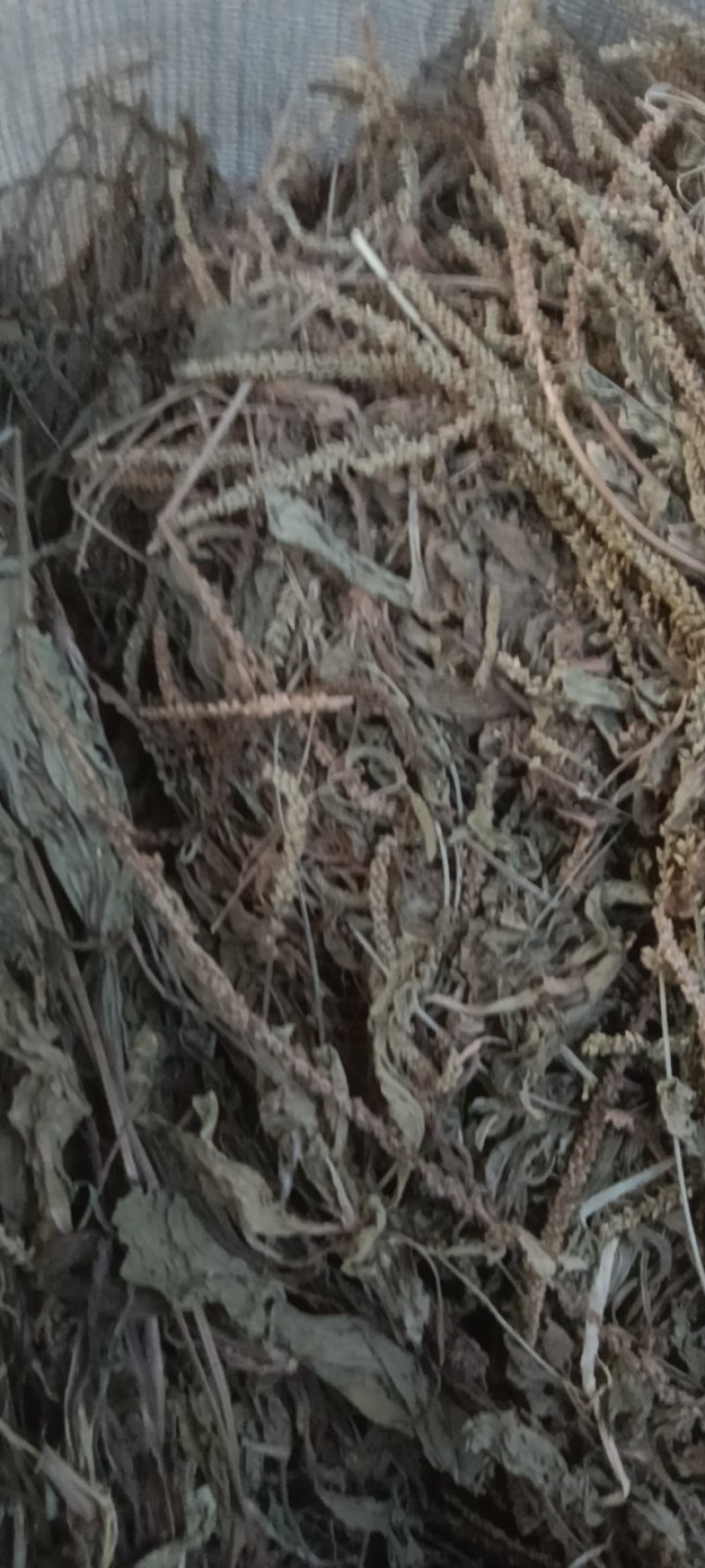 野生车前草，车前草陈货，车前草，东前草。