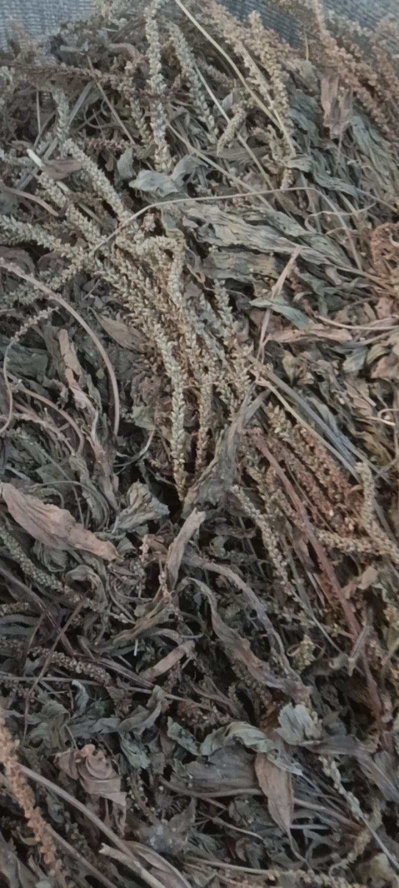 野生车前草，车前草陈货，车前草，东前草。