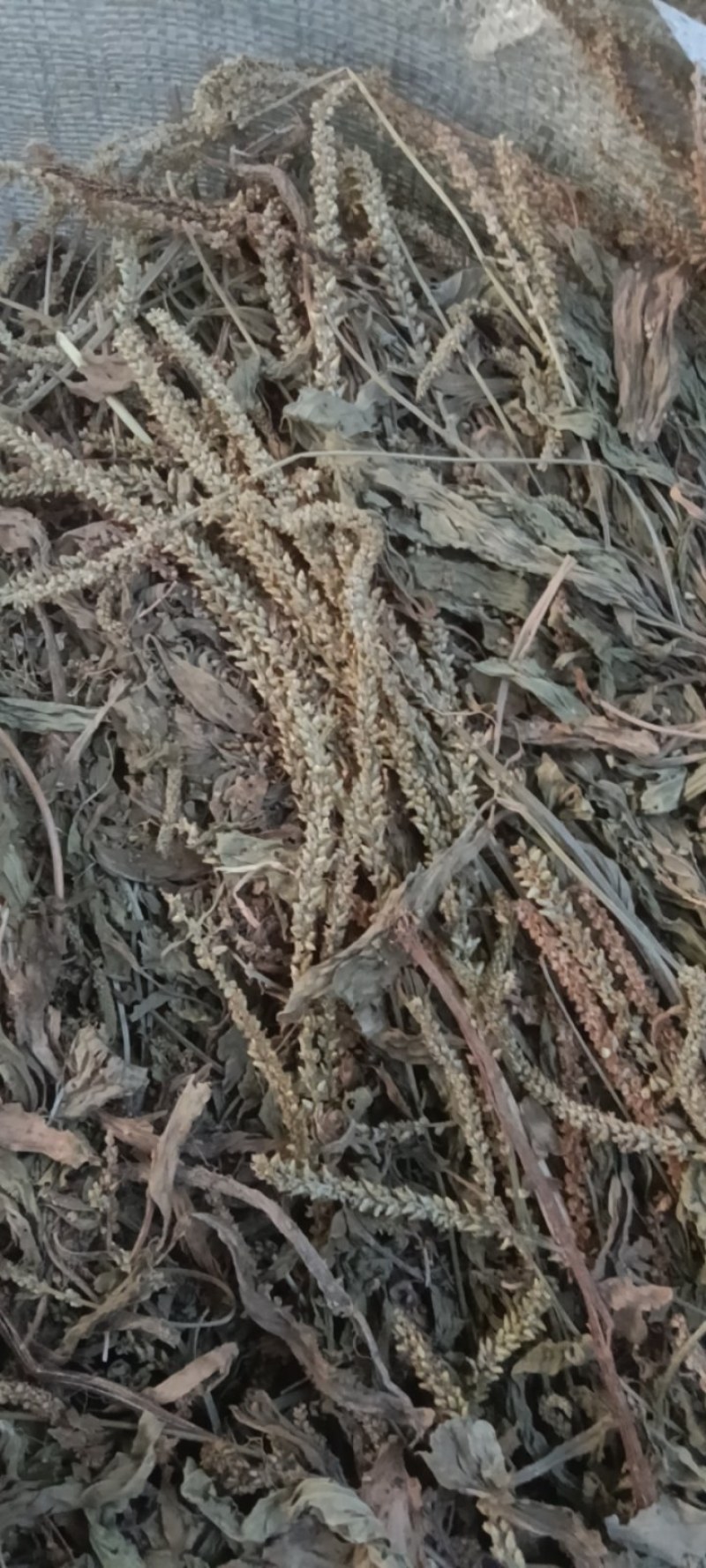 野生车前草，车前草陈货，车前草，东前草。
