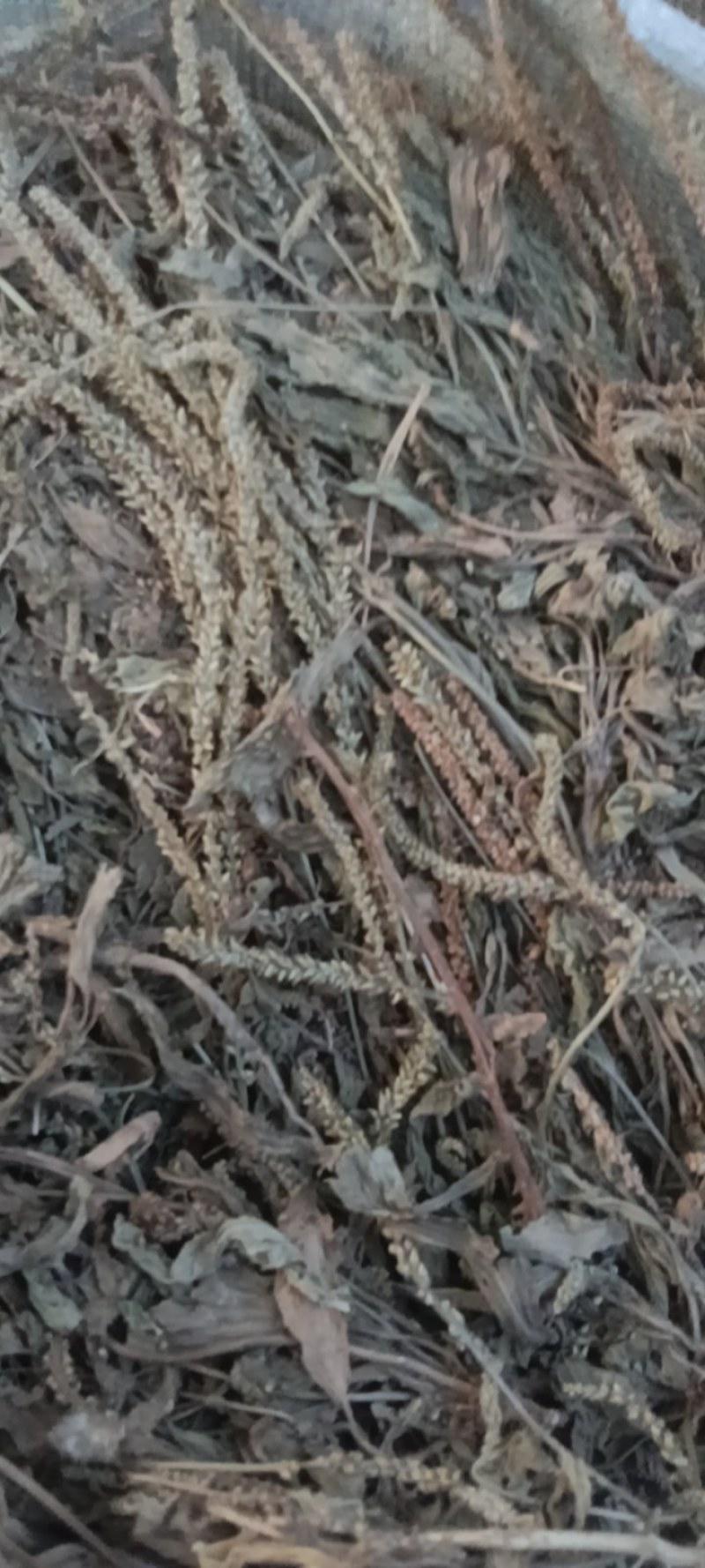 野生车前草，车前草陈货，车前草，东前草。