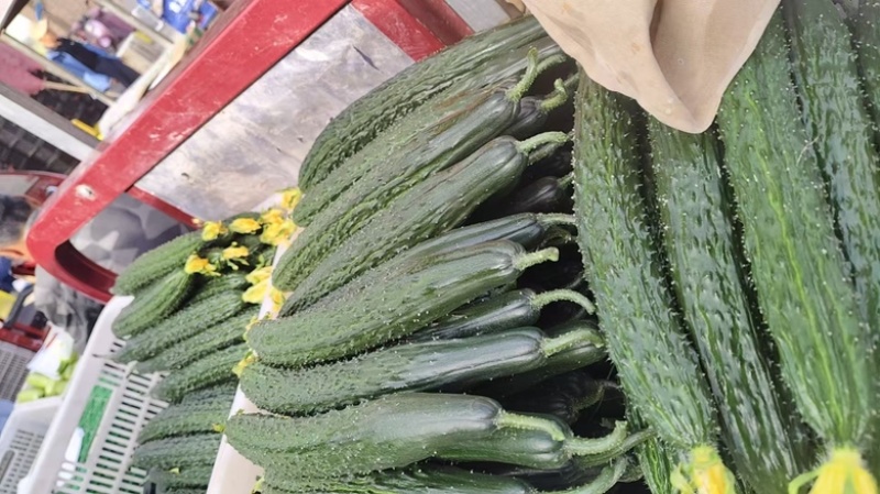 精品密刺黄瓜，山西运城大量供应货源充足量大