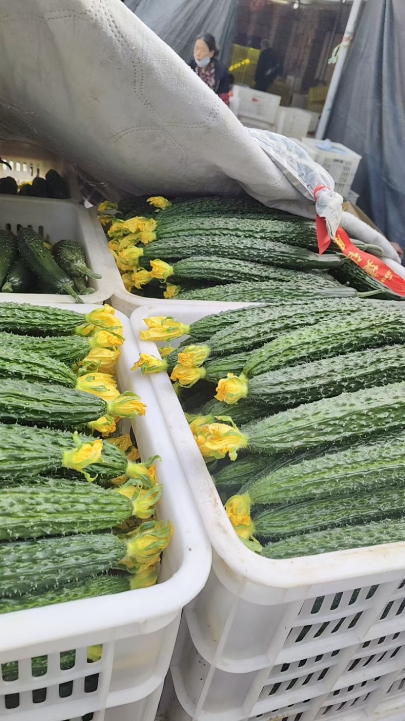精品密刺黄瓜，山西运城大量供应货源充足量大