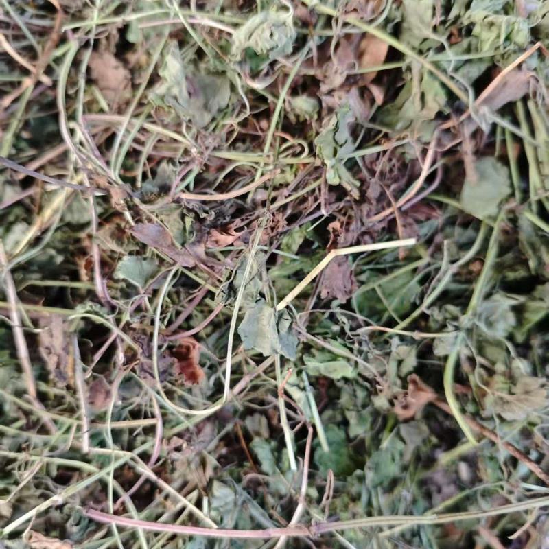 连钱草干货大量供货品质上乘支持视频看货欢迎来电谈