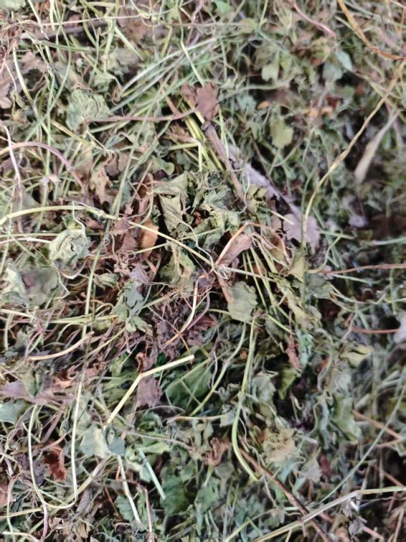 连钱草干货大量供货品质上乘支持视频看货欢迎来电谈