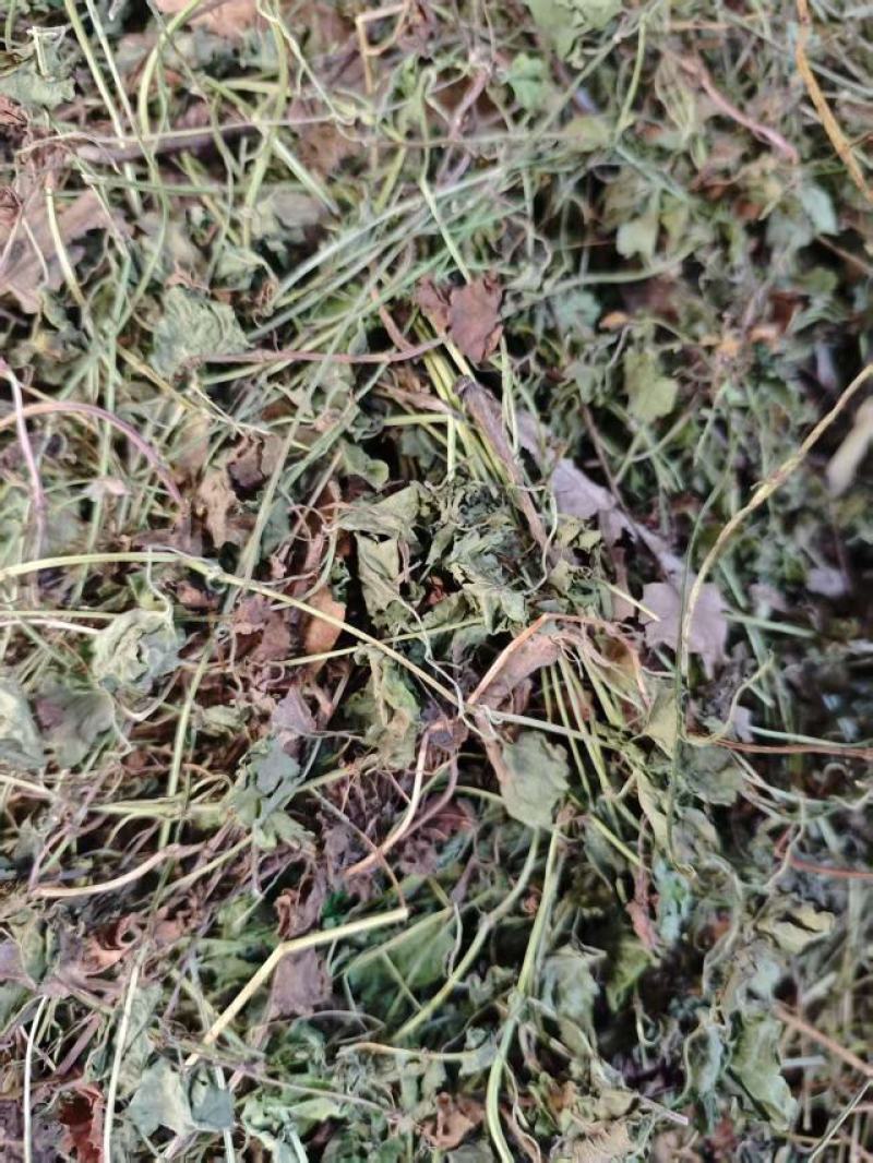 连钱草干货大量供货品质上乘支持视频看货欢迎来电谈