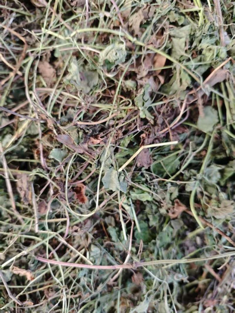 连钱草干货大量供货品质上乘支持视频看货欢迎来电谈