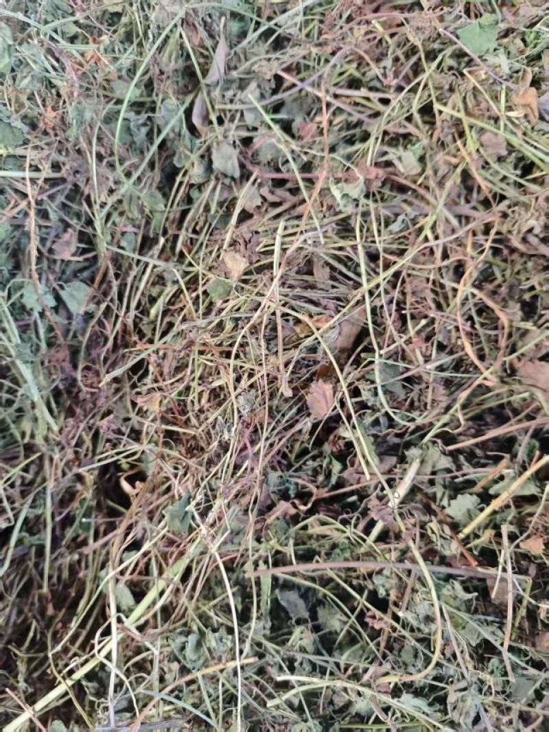 连钱草干货大量供货品质上乘支持视频看货欢迎来电谈