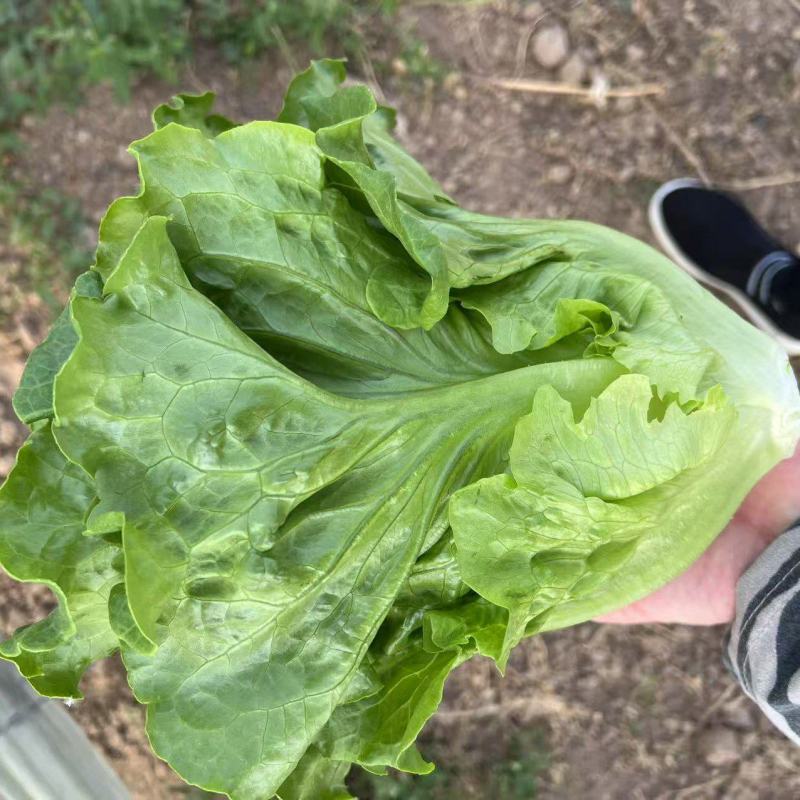精品意大利生菜，毛毛钱，质量好，价格低！