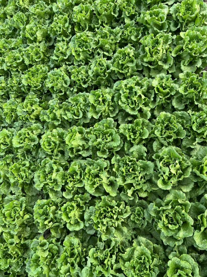 精品意大利生菜，毛毛钱，质量好，价格低！