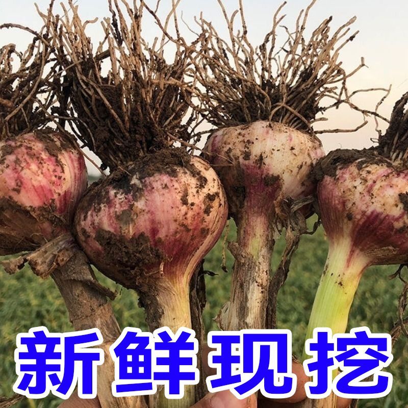 精选山东《紫皮蒜》2026年新蒜保质保量对接全国诚信至上