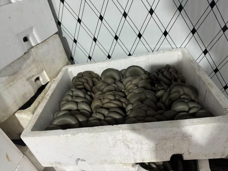 精品平菇小黑平菇产地一手货源，品质高，对接电商市场批发商