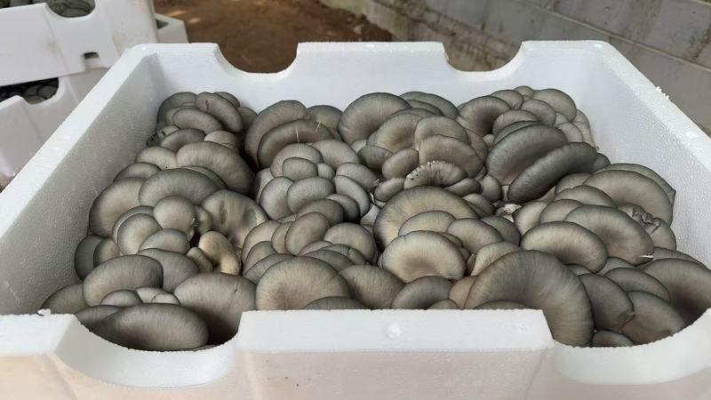 精品平菇小黑平菇产地一手货源，品质高，对接电商市场批发商
