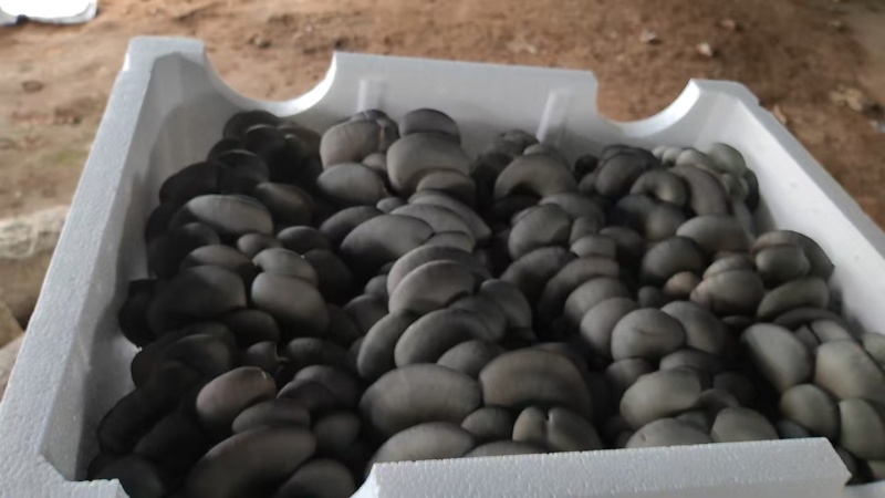 精品平菇小黑平菇产地一手货源，品质高，对接电商市场批发商