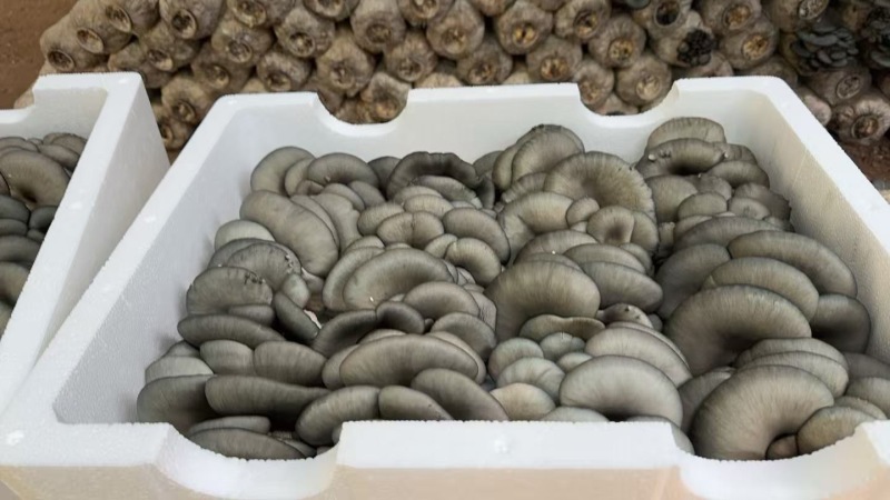 精品平菇小黑平菇产地一手货源，品质高，对接电商市场批发商
