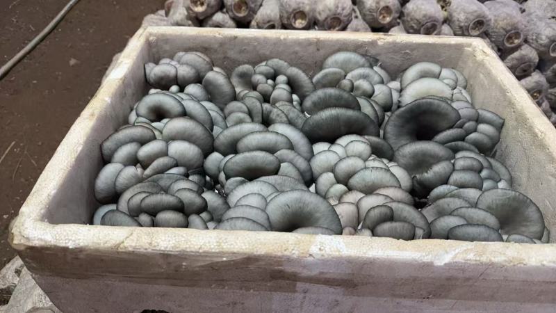 精品平菇小黑平菇产地一手货源，品质高，对接电商市场批发商