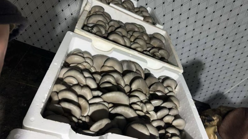 精品平菇小黑平菇产地一手货源，品质高，对接电商市场批发商