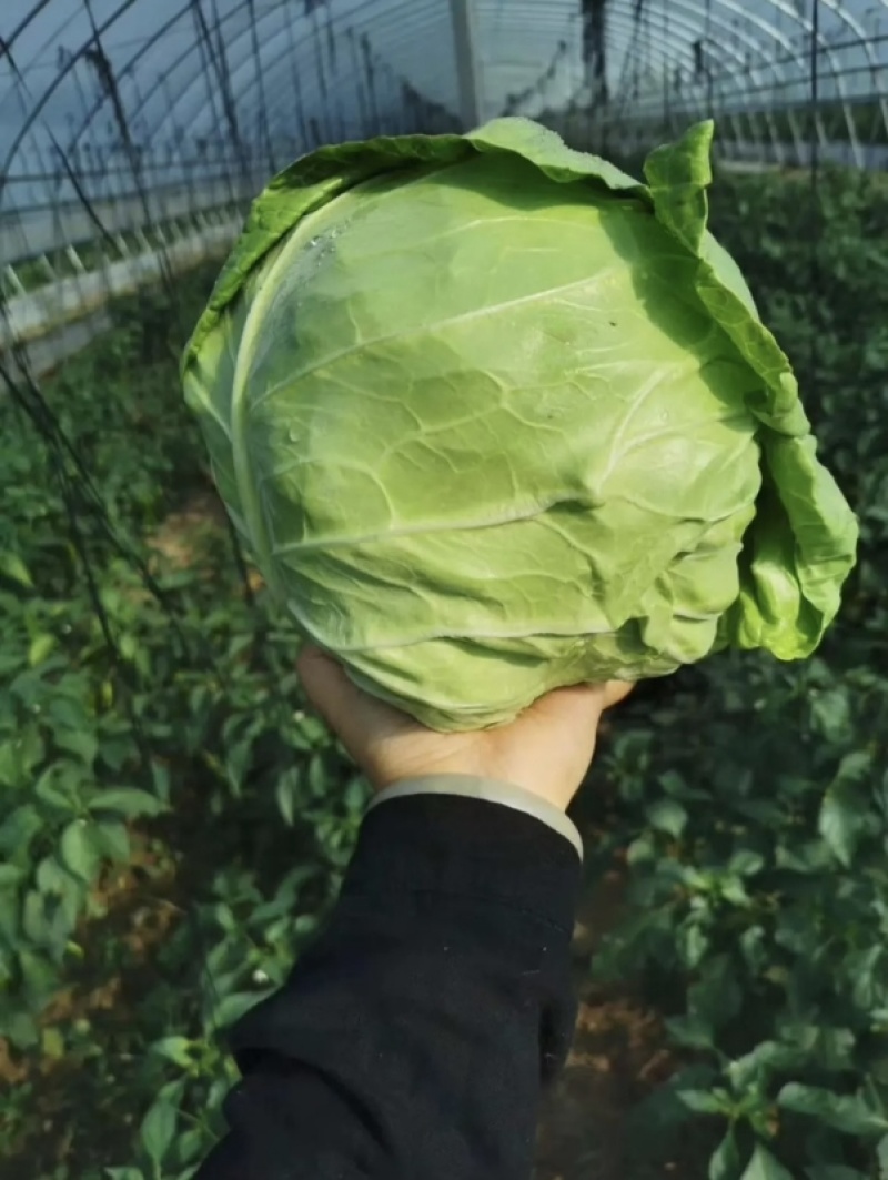 【精选】甘蓝精品圆包菜大量上市货源充足全国发货