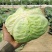 【精选】甘蓝精品圆包菜大量上市货源充足全国发货