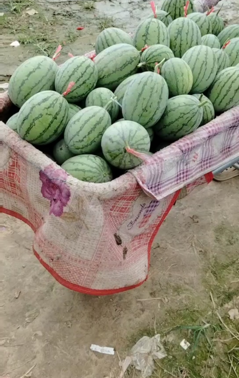 河南周口西华县牛奶小吊瓜大量供应品质保证诚信经营