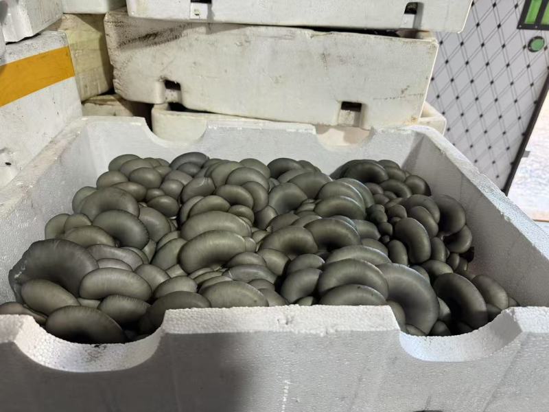 精品平菇小黑平菇产地一手货源，可视频看货代发全国客商