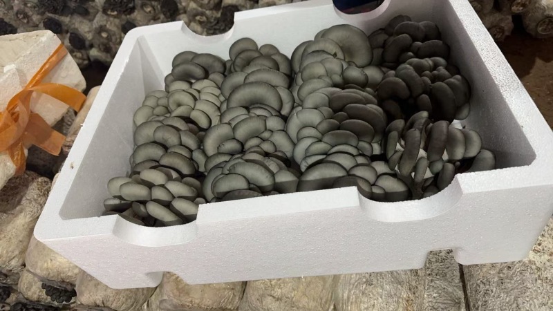 精品平菇小黑平菇产地一手货源，可视频看货代发全国客商