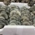 精品平菇小黑平菇产地一手货源，可视频看货代发全国客商