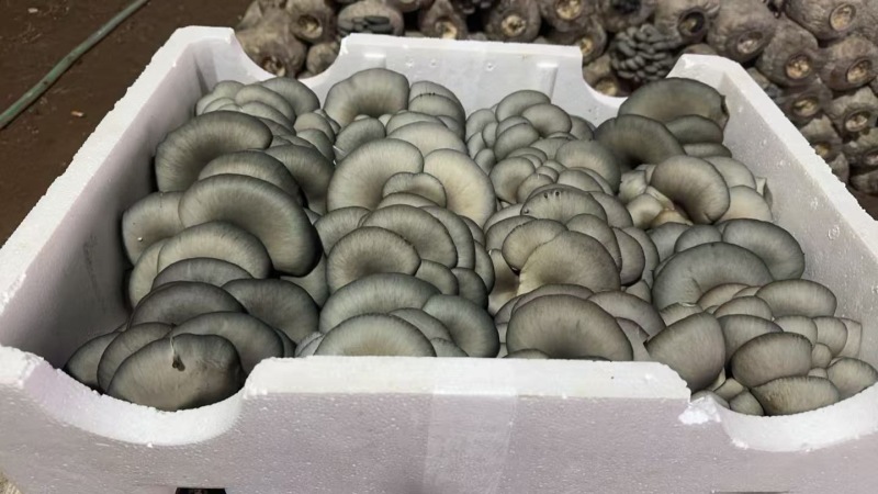精品平菇小黑平菇产地一手货源，可视频看货代发全国客商