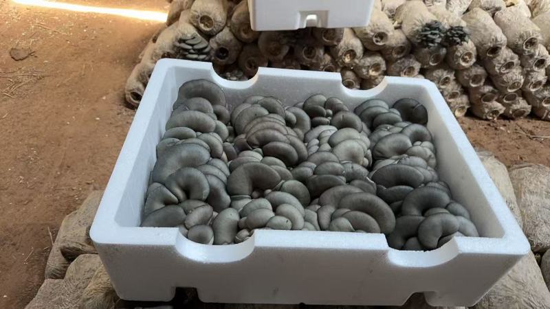 精品平菇小黑平菇产地一手货源，可视频看货代发全国客商