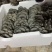 精品平菇小黑平菇产地一手货源，可视频看货代发全国客商