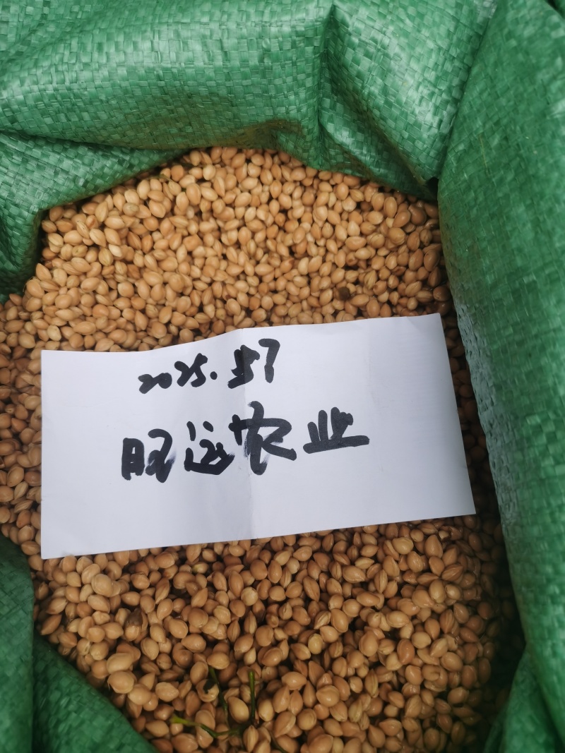 2025年新采山樱种子嫁接樱桃樱花亲和力