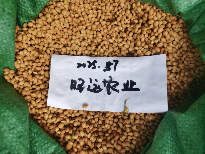 2025年新采山樱种子嫁接樱桃樱花亲和力