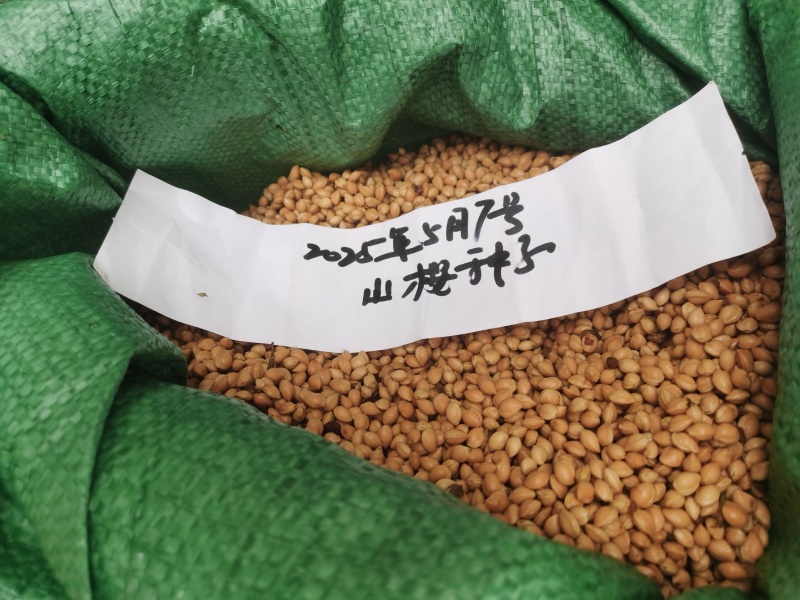 2025年新采山樱种子嫁接樱桃樱花亲和力
