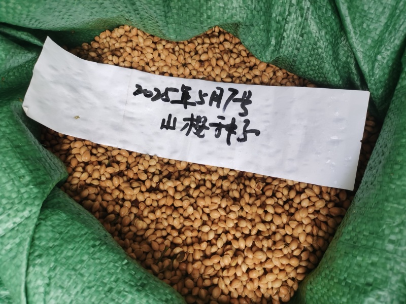 2025年新采山樱种子嫁接樱桃樱花亲和力