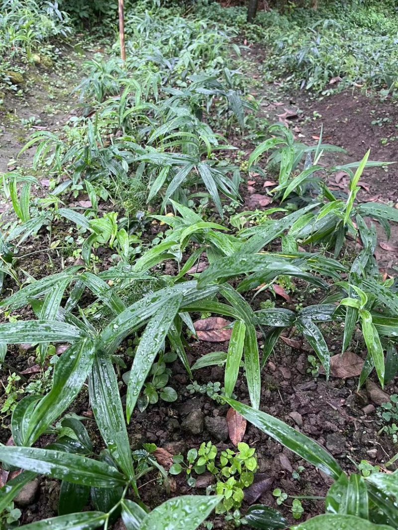 黄精苗