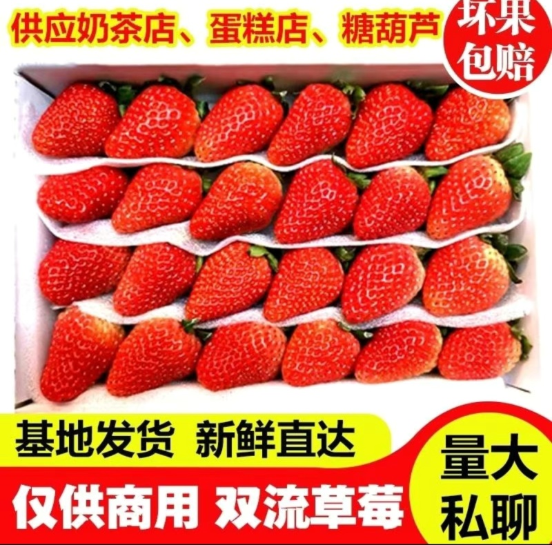 可视频看货云南四季草莓蒙特瑞耐储存商用烘焙奶茶坏果包赔
