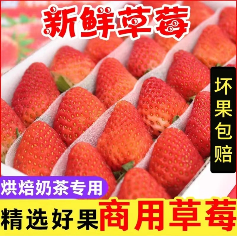 可视频看货云南四季草莓蒙特瑞耐储存商用烘焙奶茶坏果包赔