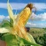新鲜水果甜玉米产地现发玉米棒子爆浆蔬菜玉米太阳花