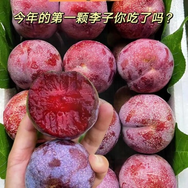 大量供应广东红心三华李子产地直供/大量上市，欢迎来电联系
