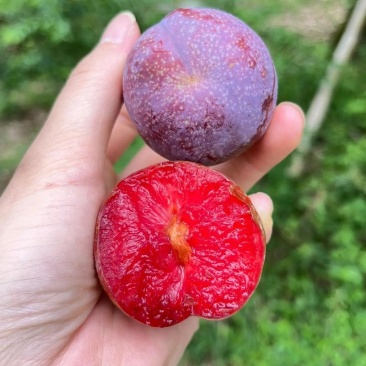 大量供应广东红心三华李，产地直供/大量上市，欢迎来电联系