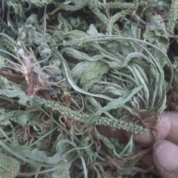 新货全青野生车前草，新货车前草，车前草。