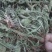新货全青野生车前草，新货车前草，车前草。
