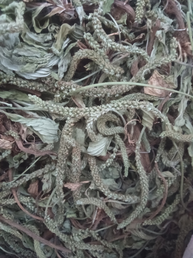 新货全青野生车前草，新货车前草，车前草。