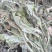 新货全青野生车前草，新货车前草，车前草。