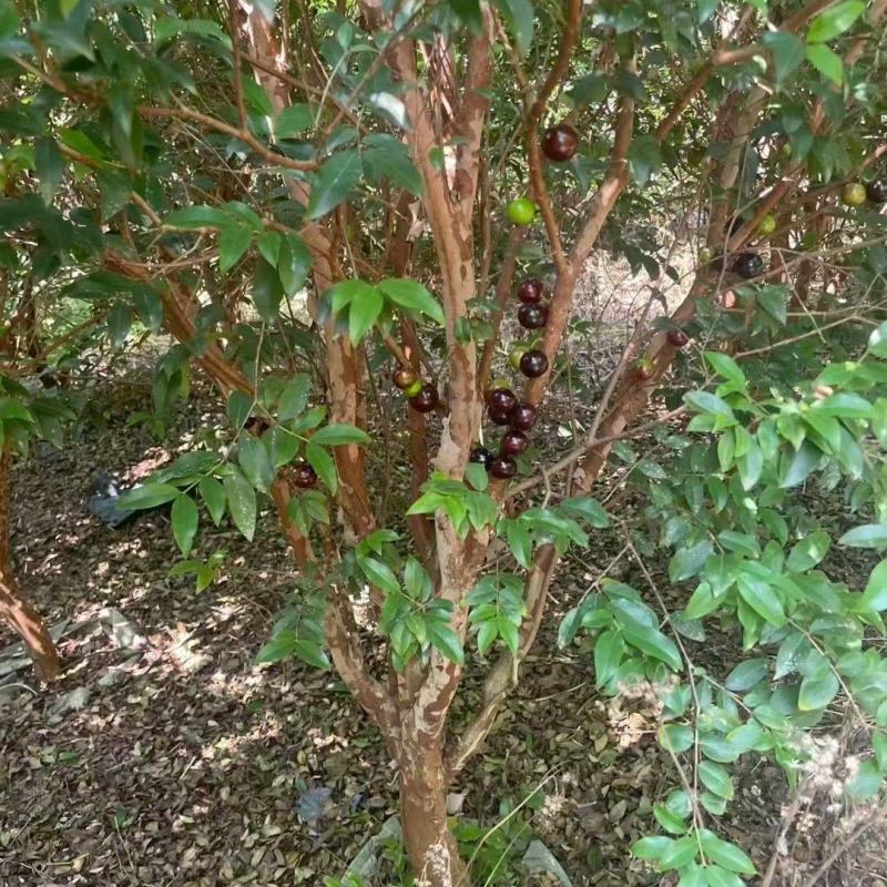 嘉宝果树绿化苗木庭院绿植嘉宝果树基地直供