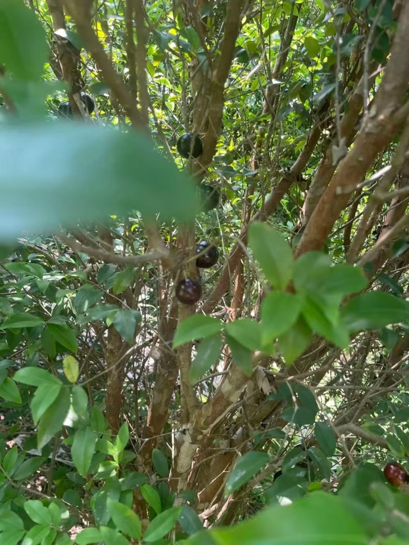 嘉宝果树绿化苗木庭院绿植嘉宝果树基地直供