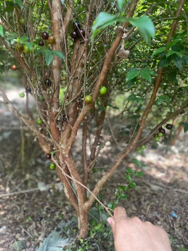 嘉宝果树绿化苗木庭院绿植嘉宝果树基地直供