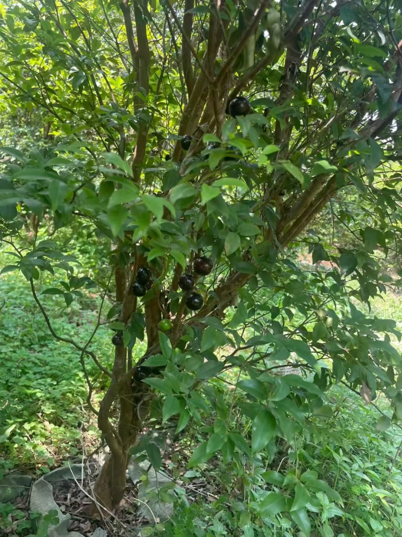 嘉宝果树绿化苗木庭院绿植嘉宝果树基地直供