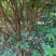 嘉宝果树绿化苗木庭院绿植嘉宝果树基地直供