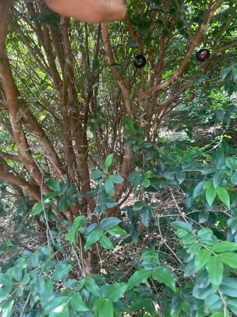 嘉宝果树绿化苗木庭院绿植嘉宝果树基地直供
