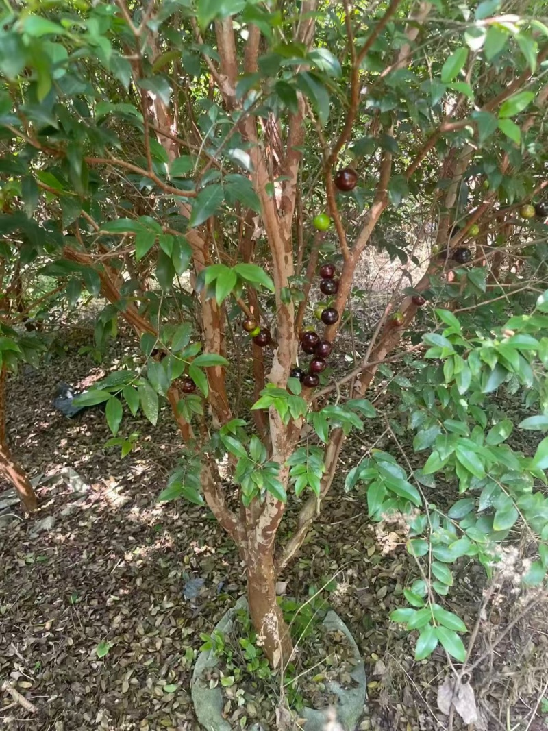 嘉宝果树绿化苗木庭院绿植嘉宝果树基地直供